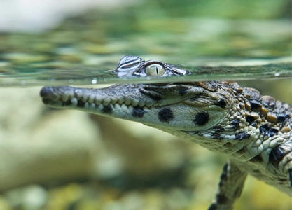 zoo parc crocodiles Vaucluse